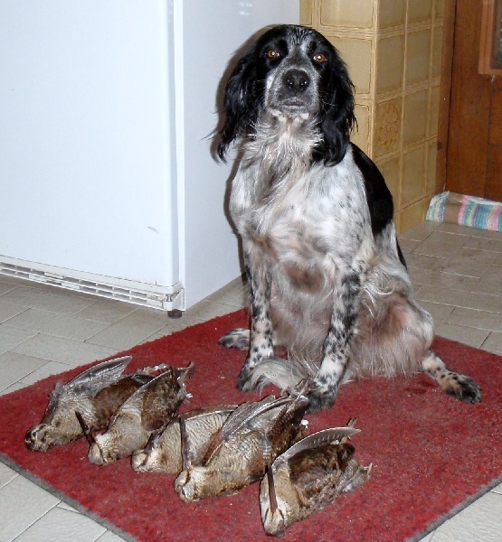 Chipie (dit cachou) du bandou de couffins