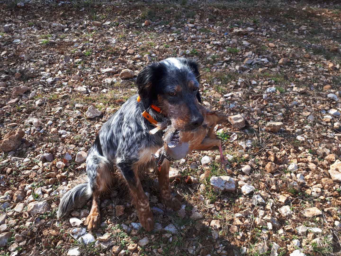 Orphée De La Combe Des Nymphes